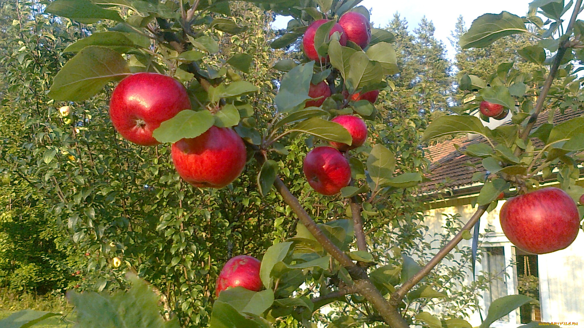 природа, плоды, яблока, ветка
