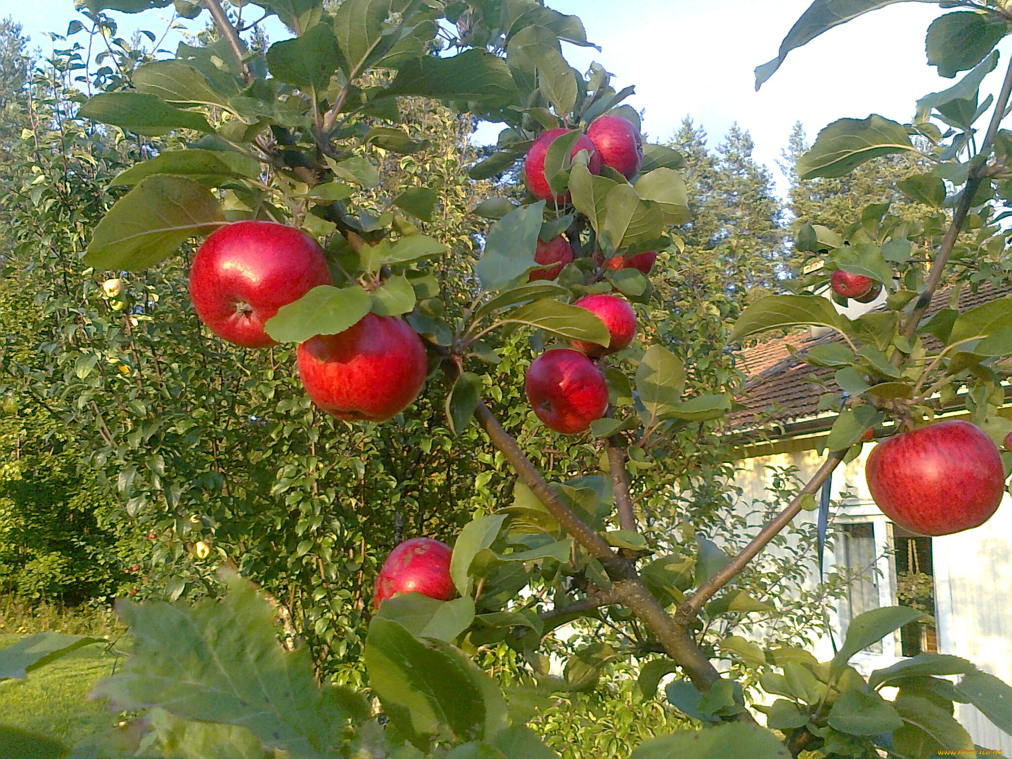 природа, плоды, яблока, ветка