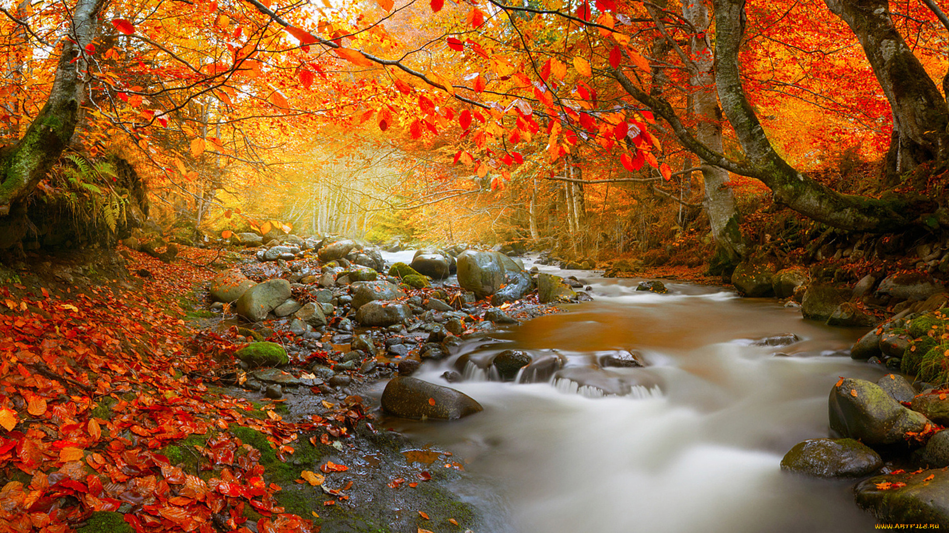 природа, реки, озера, лес, река, осень