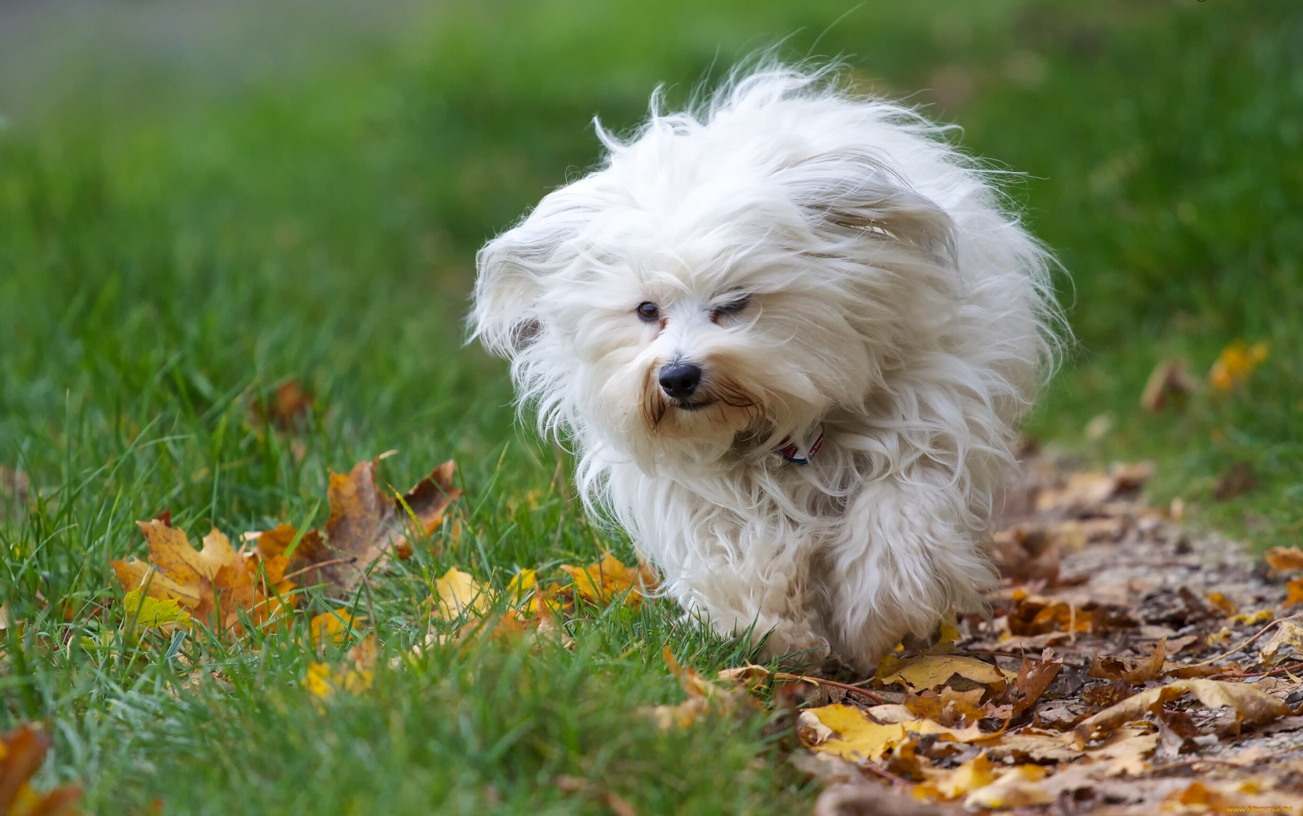 животные, собаки, листья, собака, осень, гаванский, бишон