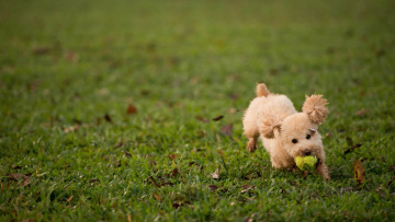 Картинка животные собаки игра газон трава мяч собака пушистая
