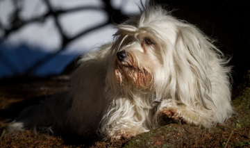 Картинка животные собаки гаванский бишон собака
