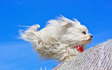Картинка животные собаки гаванский бишон собака