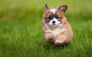 Картинка животные собаки собака щенок трава