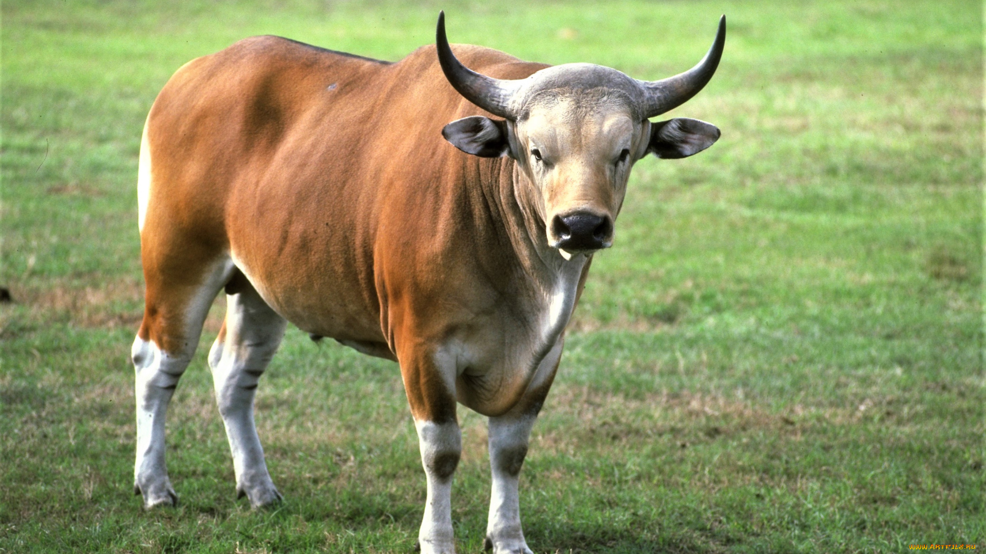 животные, коровы, , буйволы, трава, бантенг