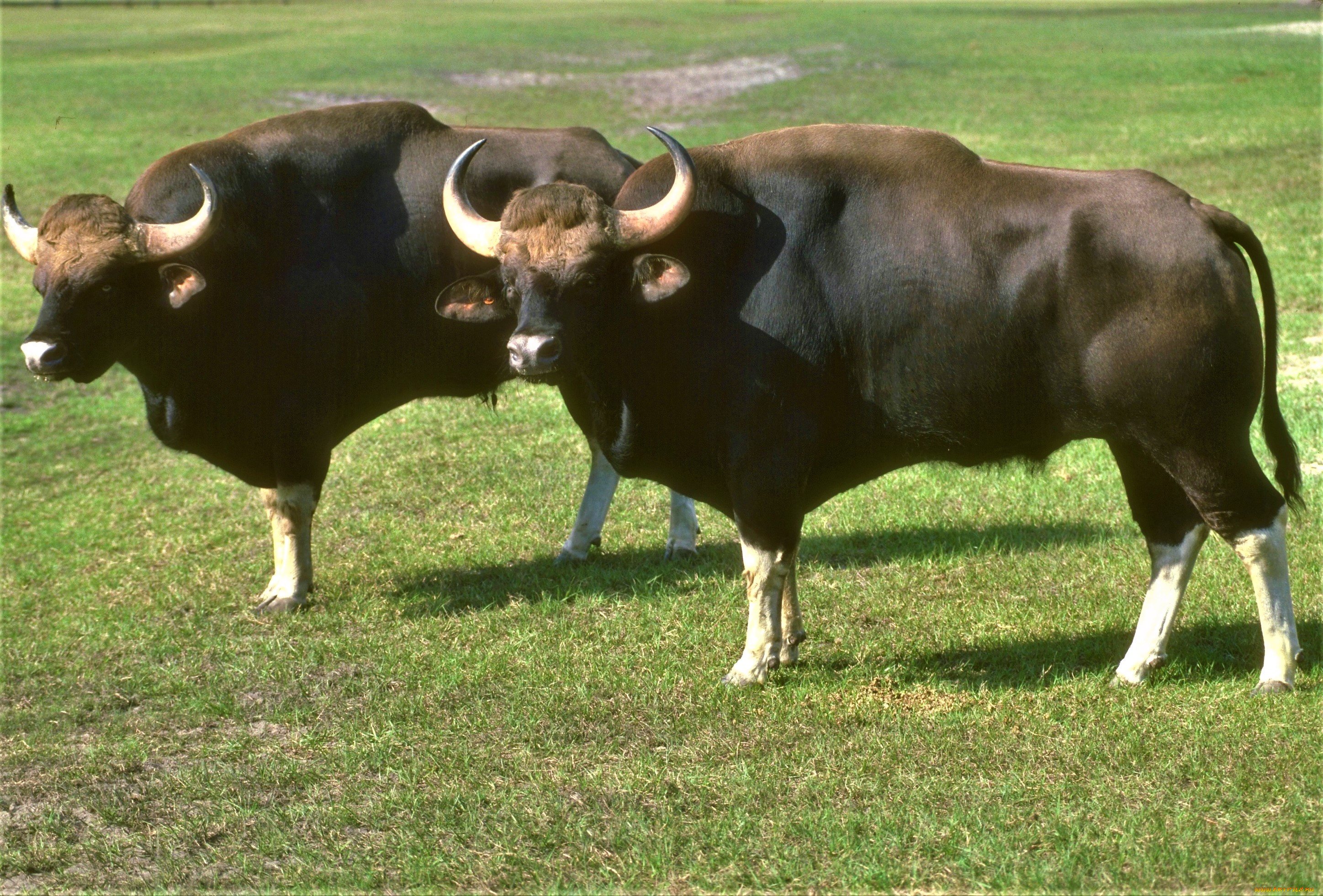 животные, коровы, , буйволы, трава, быки