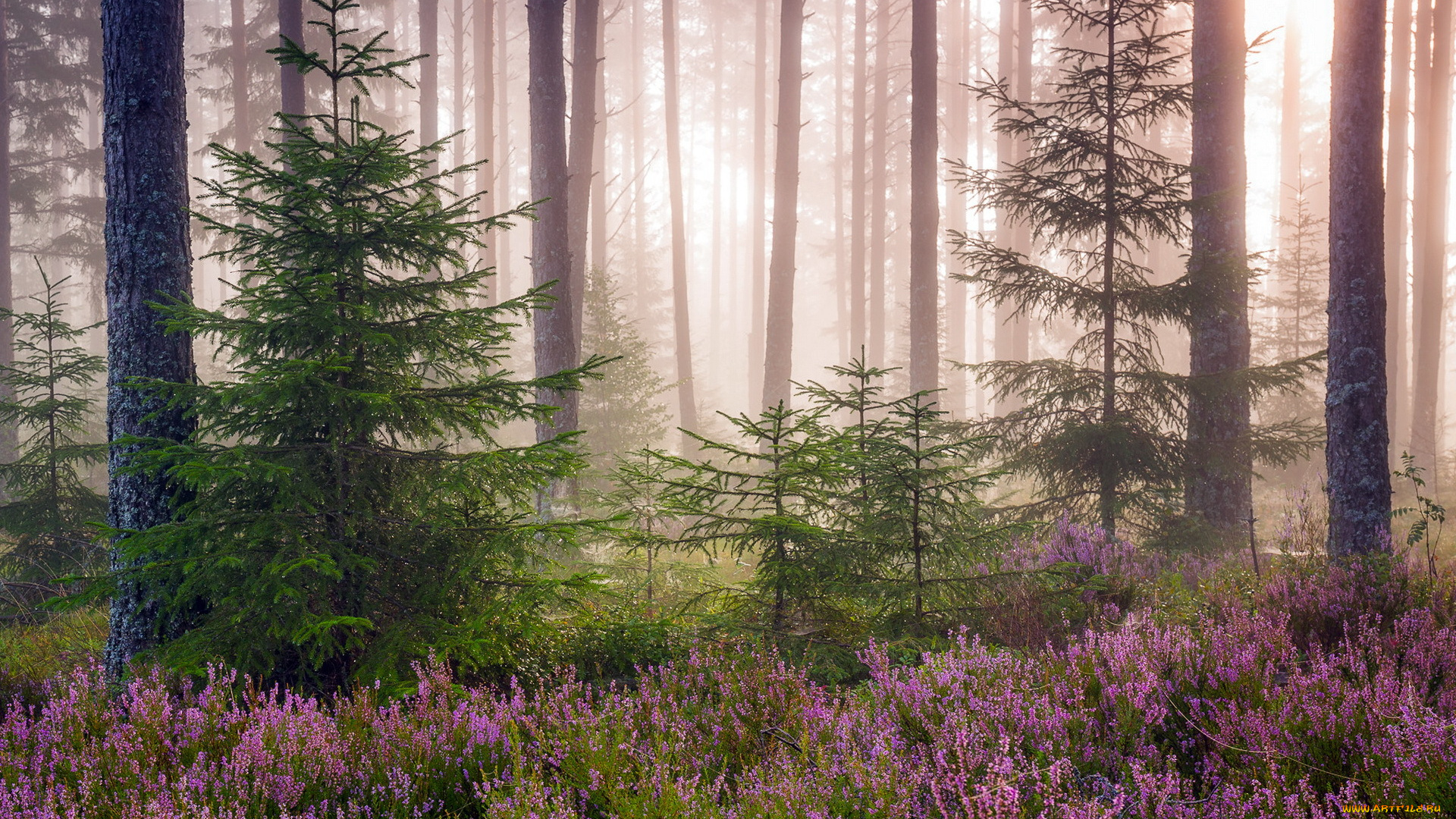 природа, лес, деревья, туман, капли