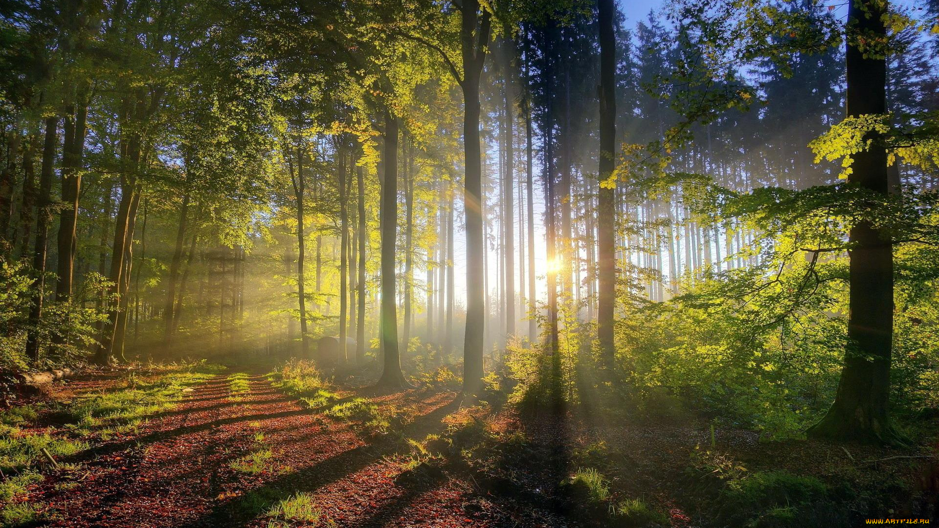 природа, лес, рассвет, утро, лучи, дорога