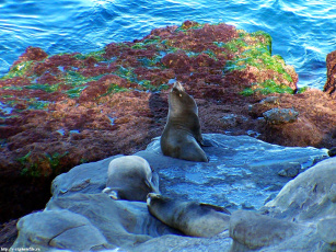 обоя seals, животные, тюлени, морские, львы, котики