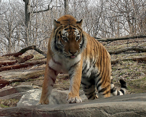 Картинка животные тигры
