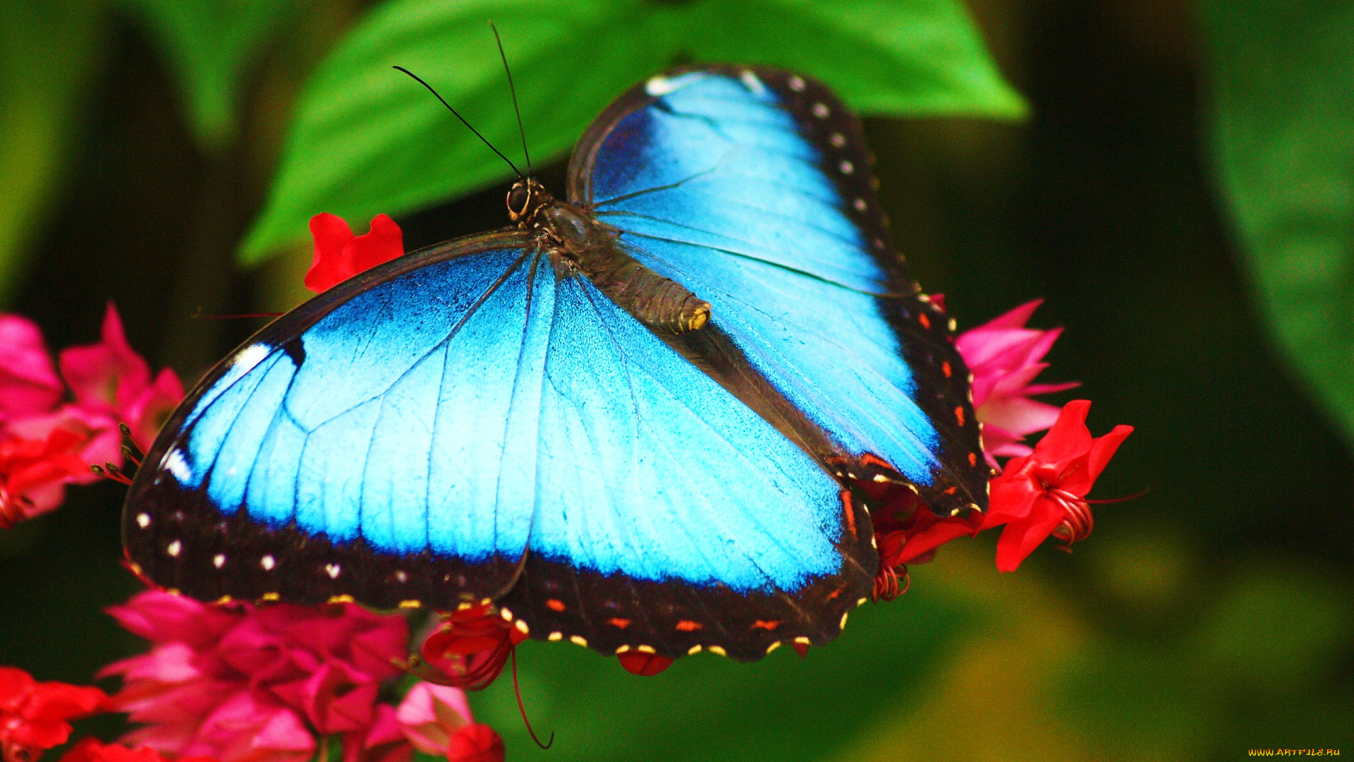 морфо, животные, бабочки, голубая, бабочка, на, цветке