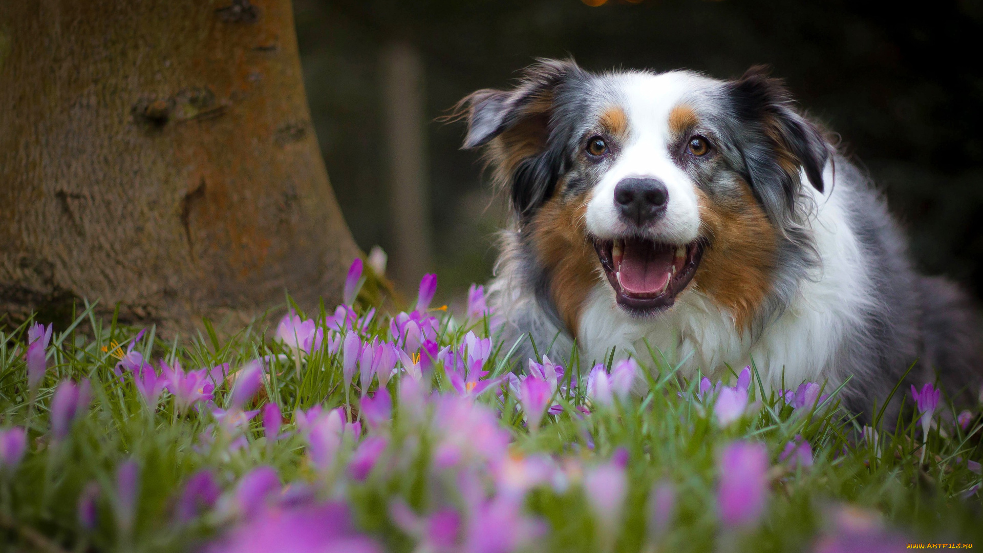 животные, собаки, австралийская, овчарка, аусси, собака, радость, настроение, крокусы, цветы, весна