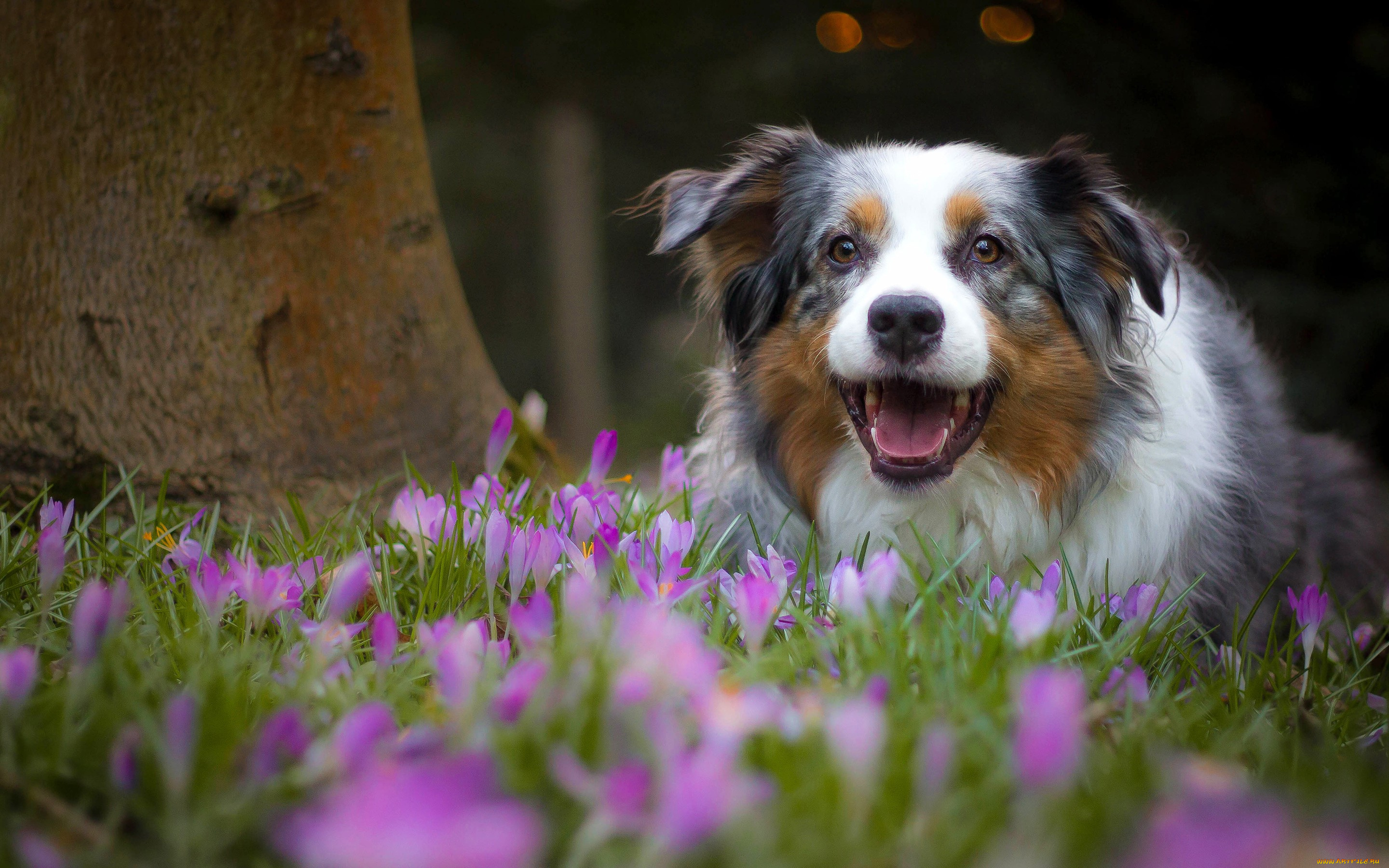 животные, собаки, австралийская, овчарка, аусси, собака, радость, настроение, крокусы, цветы, весна