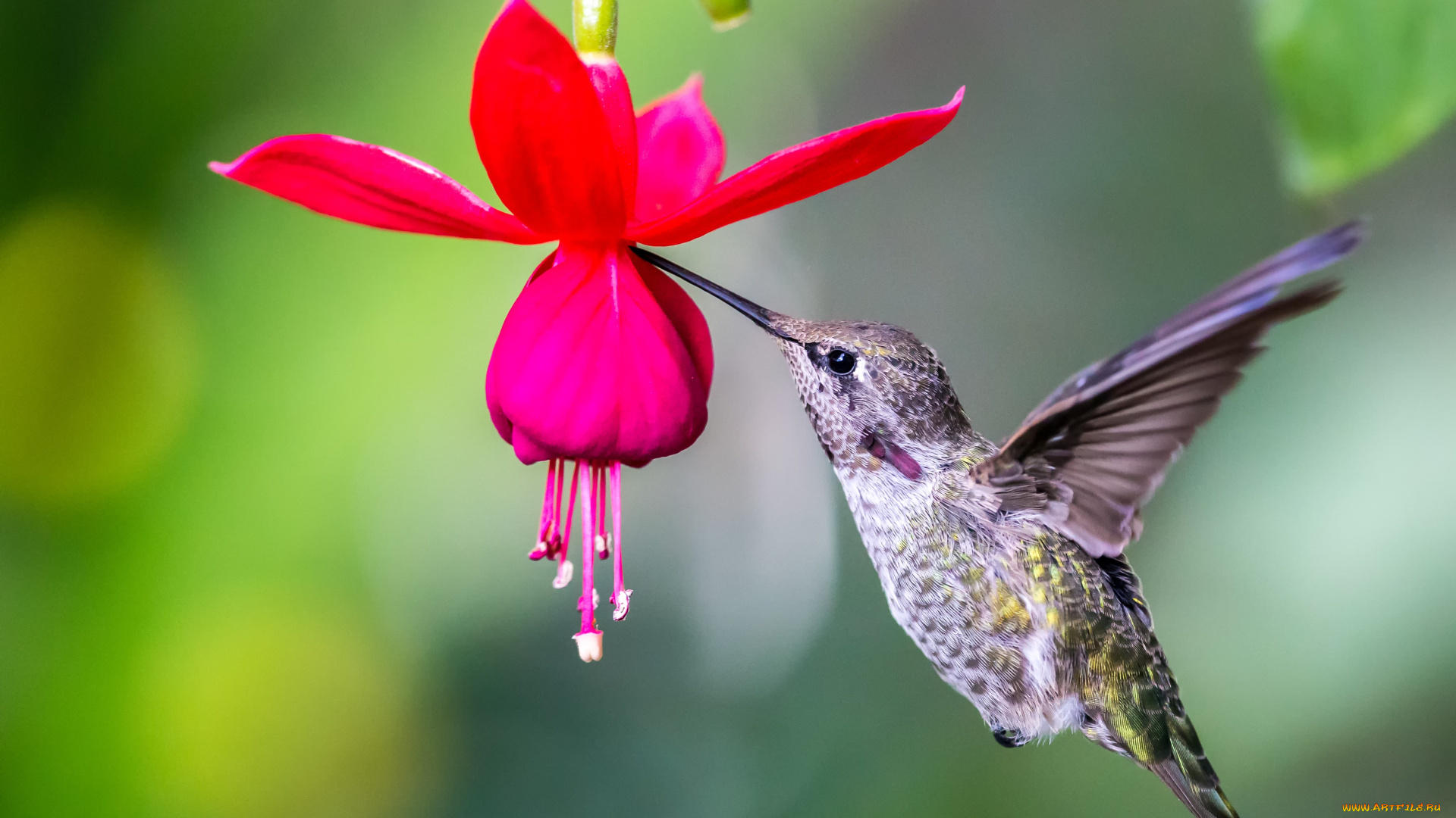 колибри, животные, самая, маленькая, птица, в, мире, да, само, название, птицы, очень, красивое, королева, нектара