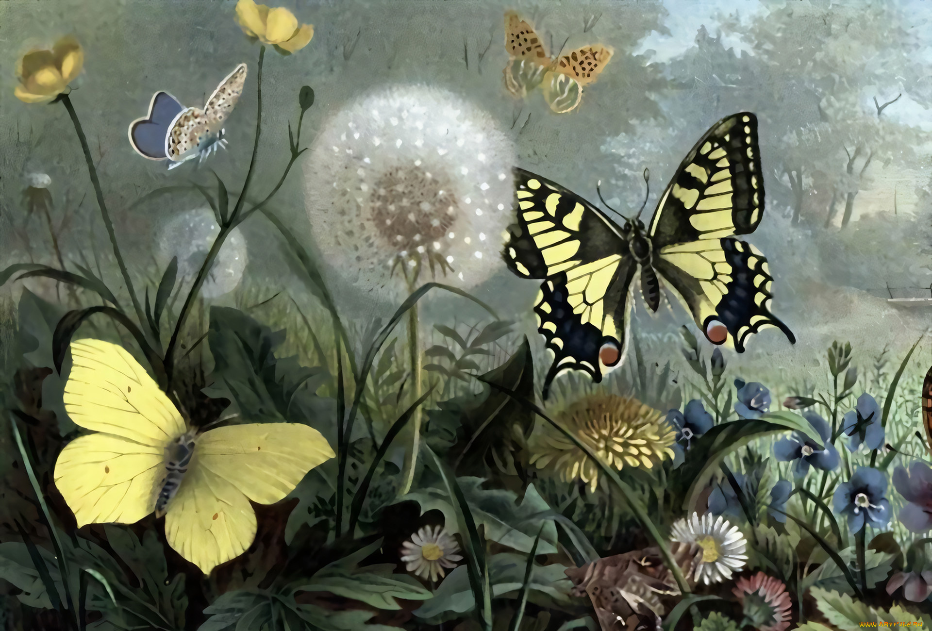 рисованное, животные, , бабочки, бабочки, цветы