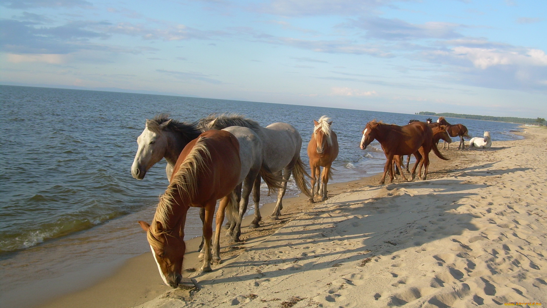 животные, лошади, табун, песок, море