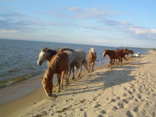 Картинка животные лошади табун песок море