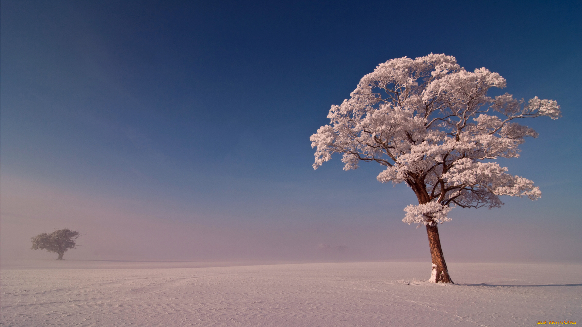 природа, зима, снег, поле, дерево