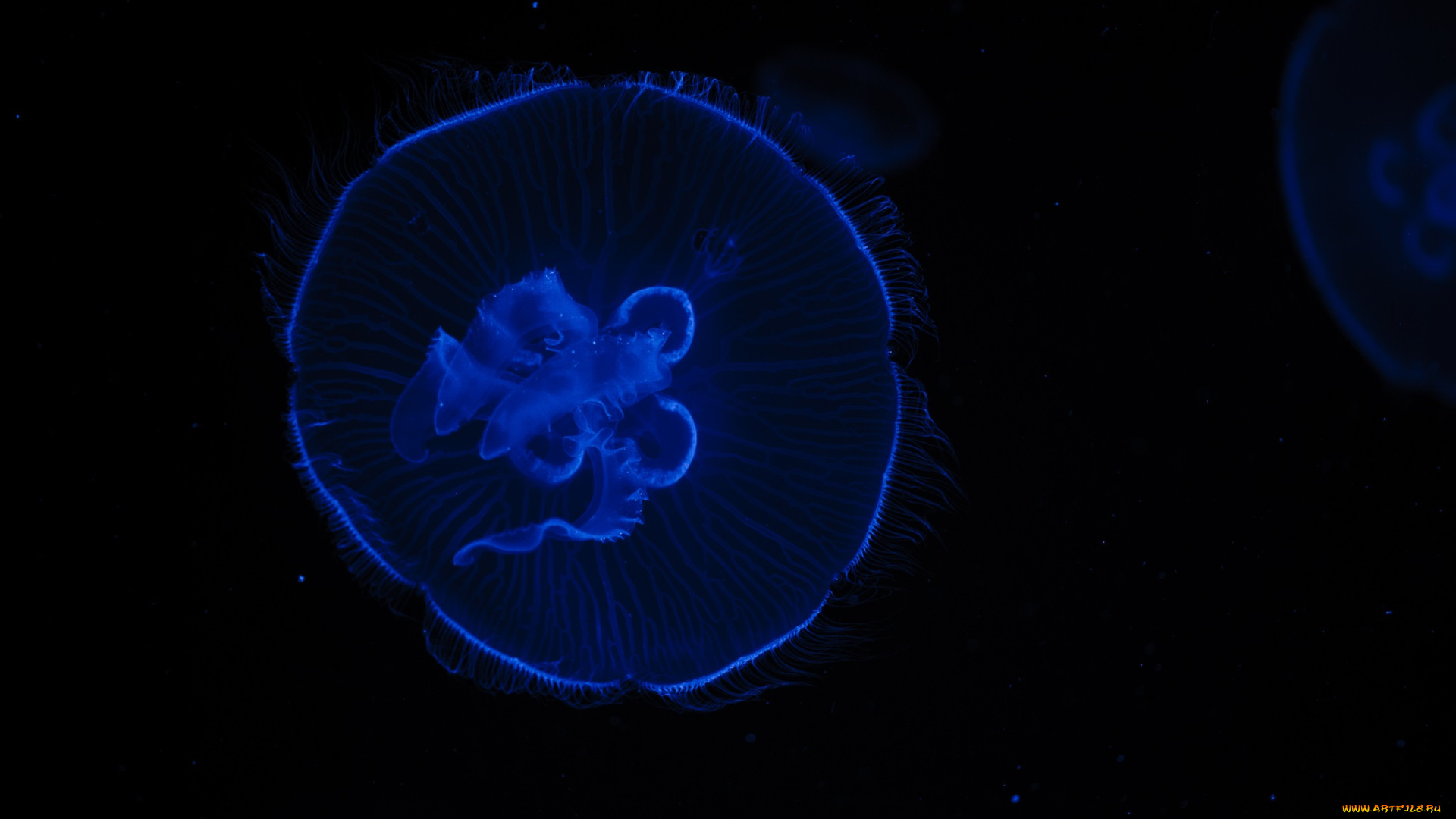 животные, медузы, макро, синий, чёрный, контраст