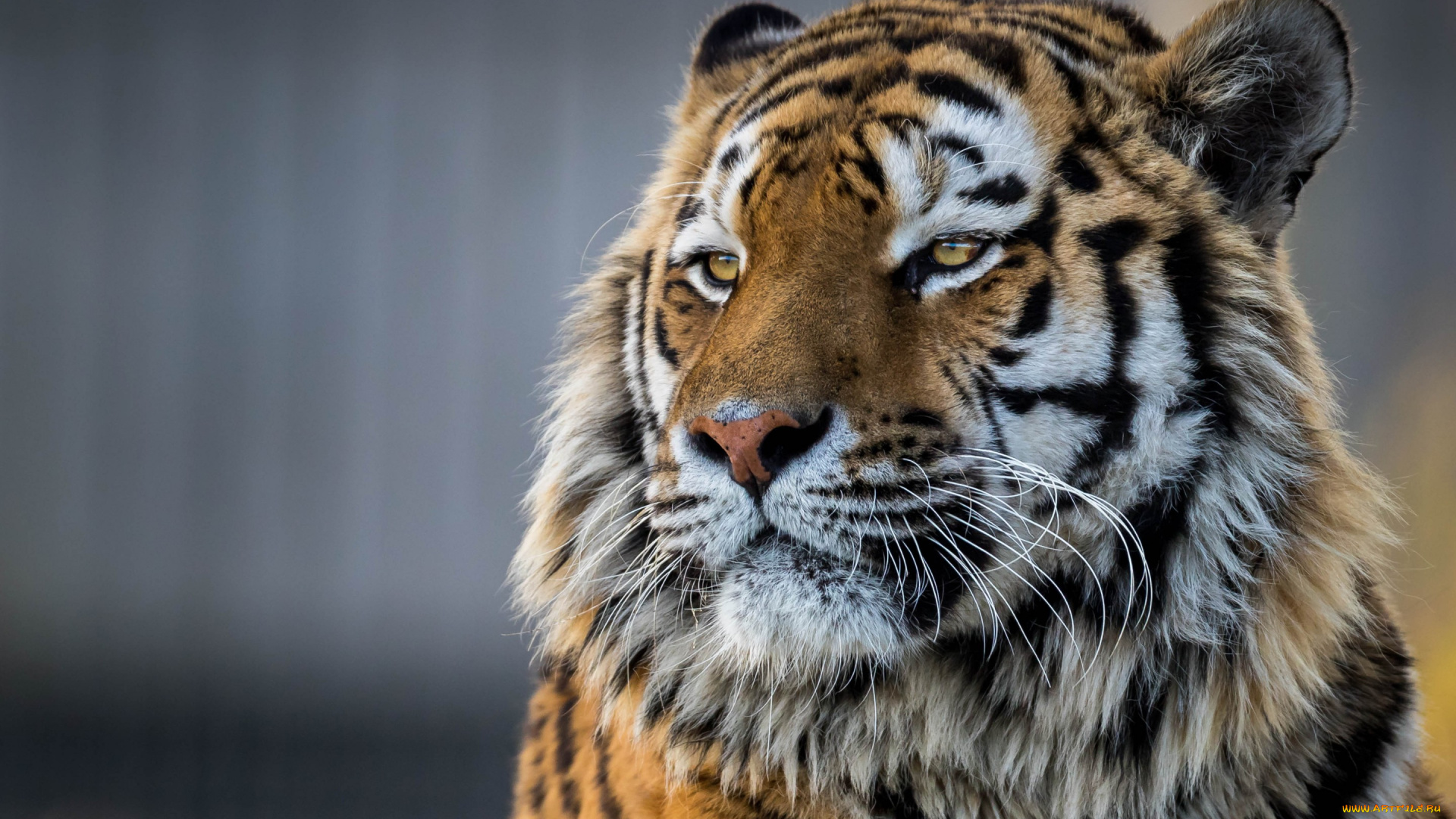 животные, тигры, морда, красавец, тигр, амурский, портрет