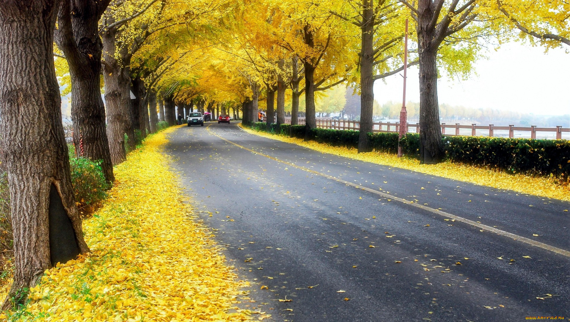 природа, дороги, шоссе, листопад, осень