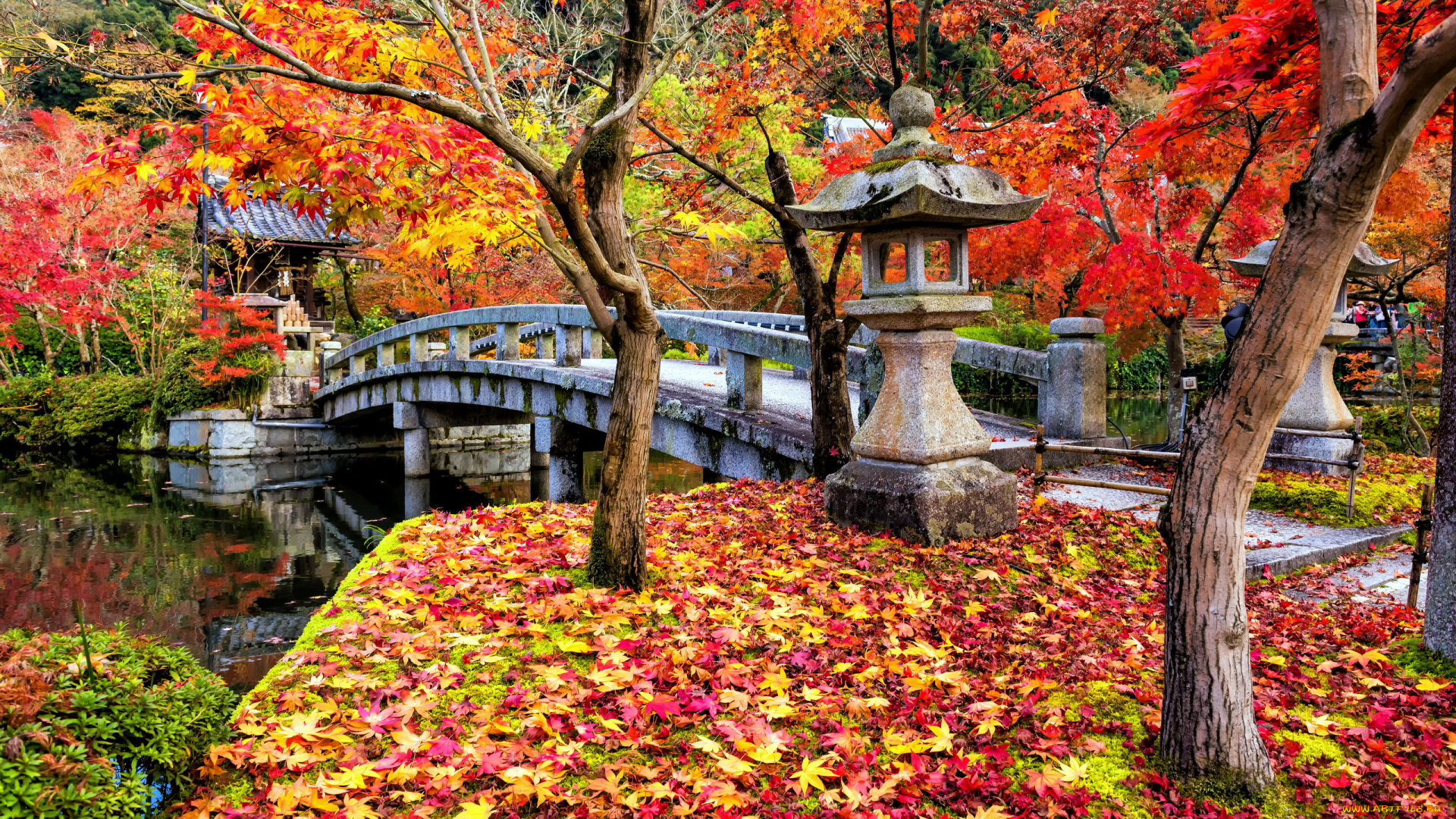 города, -, мосты, японский, садик, осень, листопад