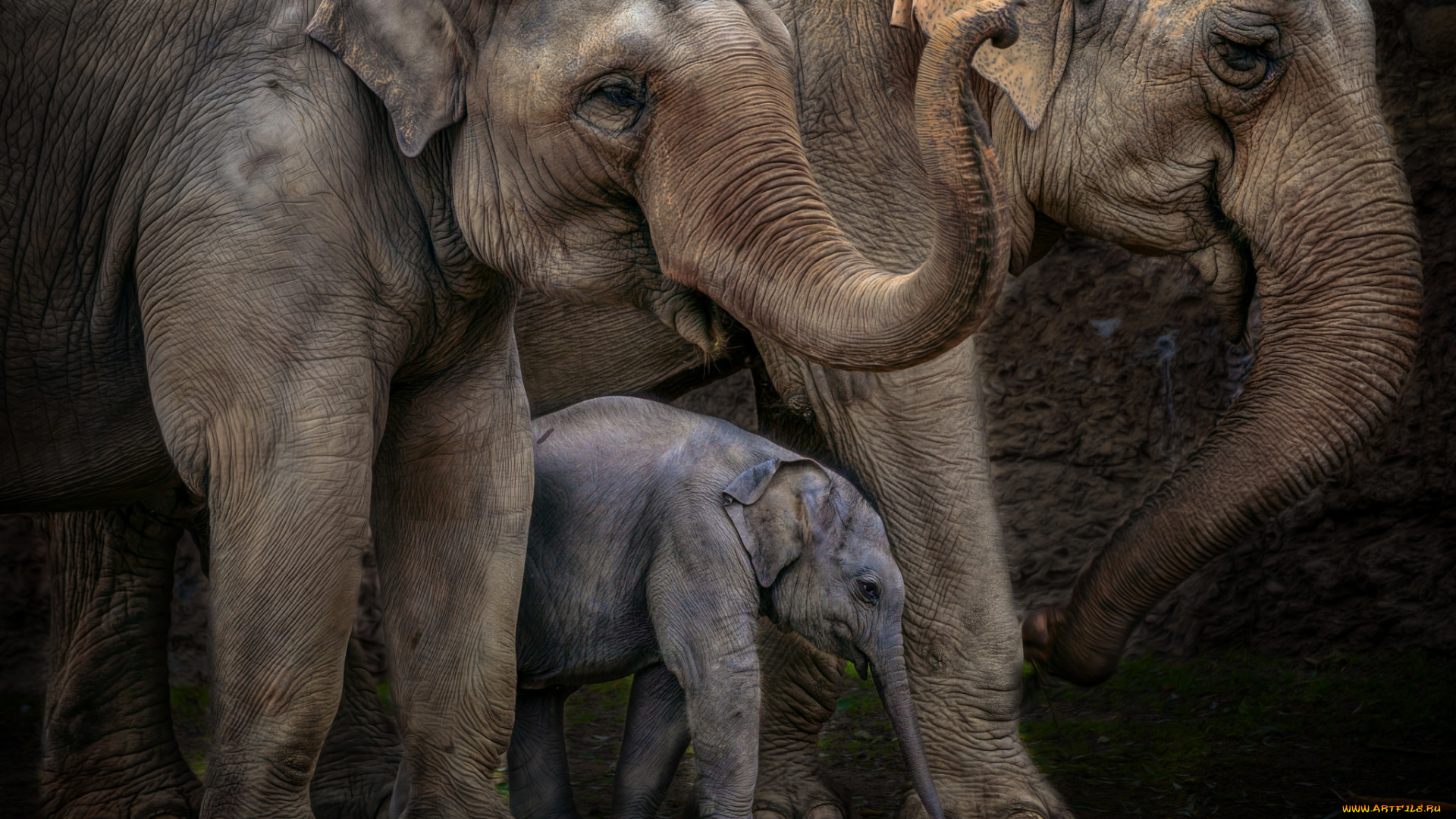 животные, слоны, хоботы, большие, семья, слоненок
