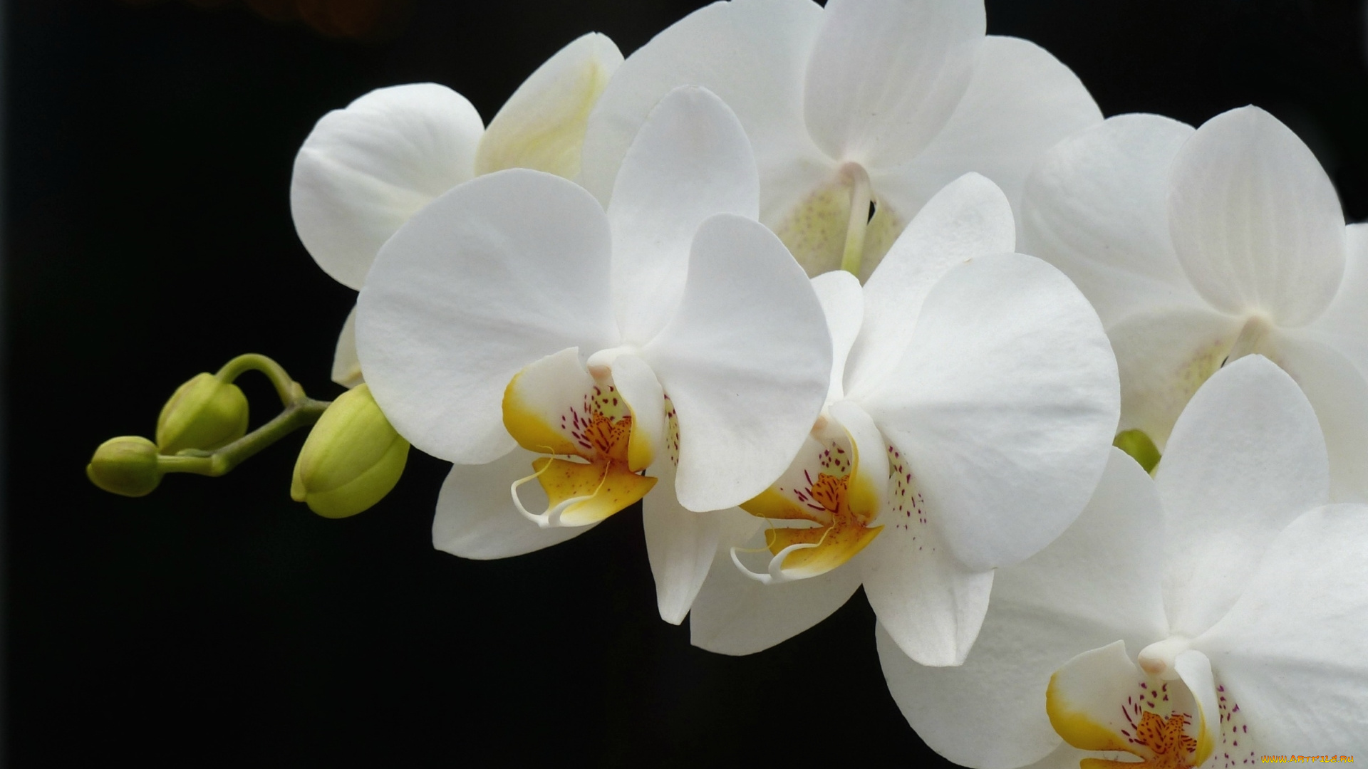 цветы, орхидеи, орхидея, ветка, белый