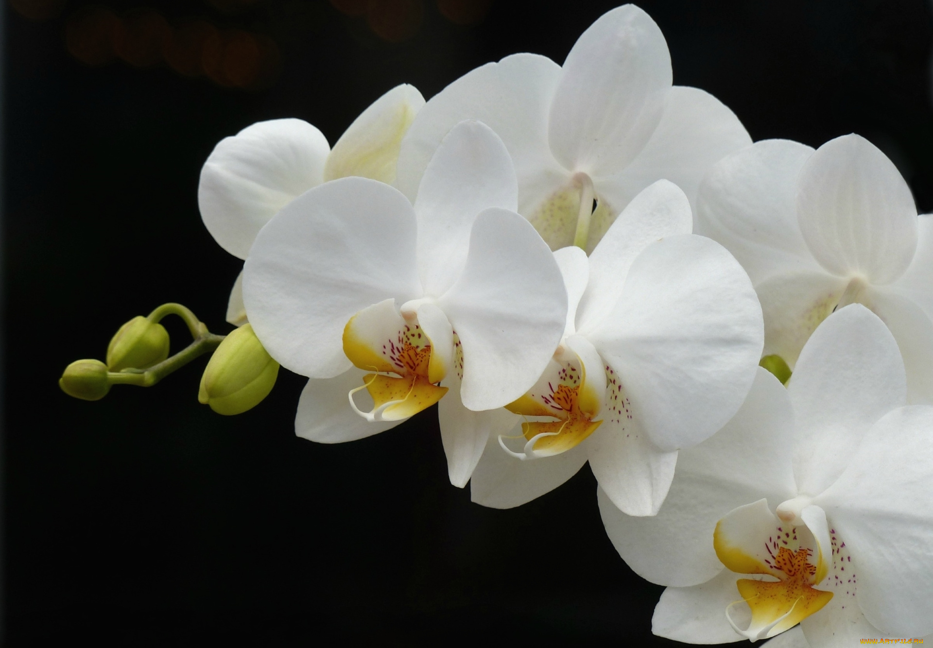 цветы, орхидеи, орхидея, ветка, белый