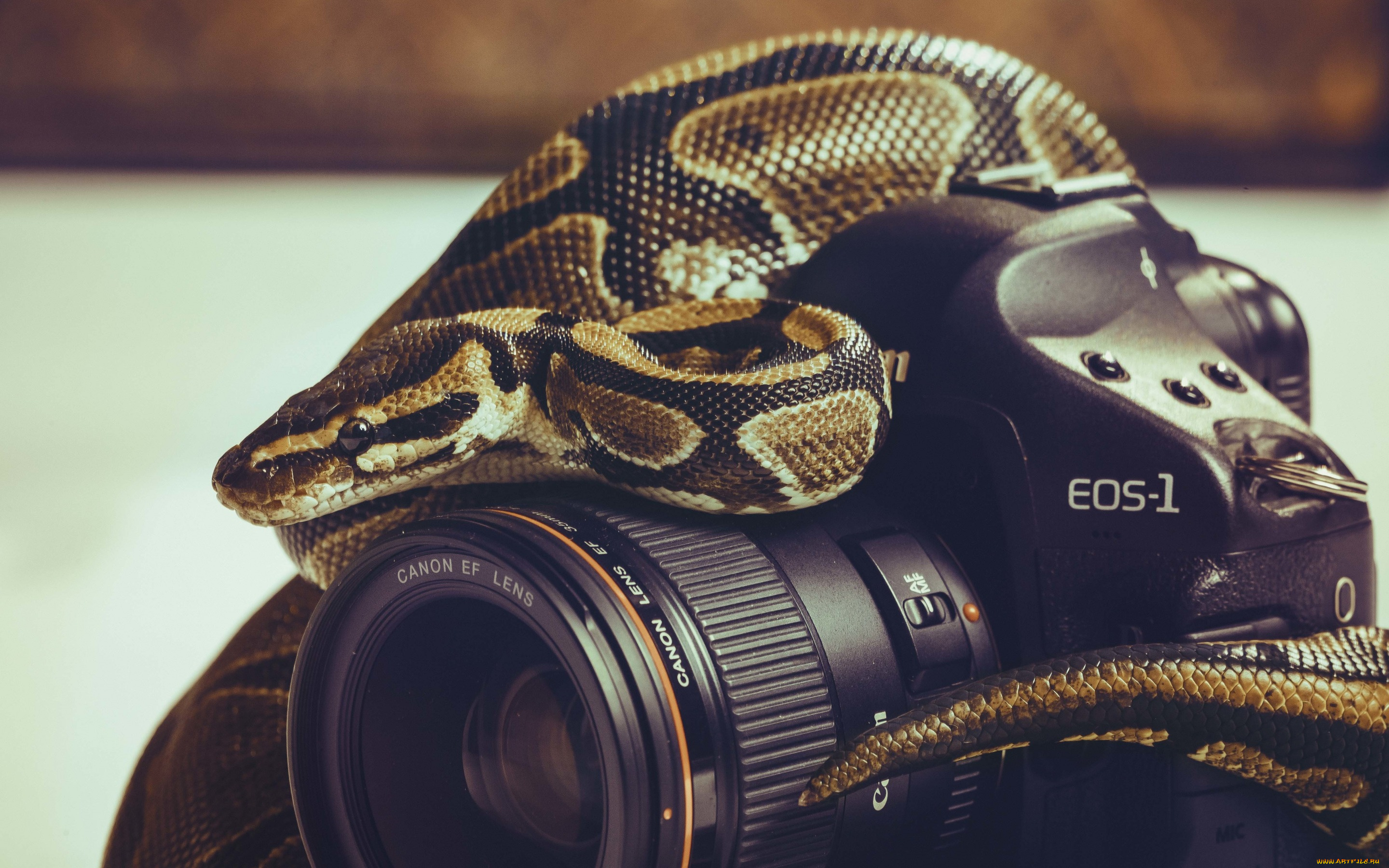 бренды, nikon, змея, фотоаппарат, объектив