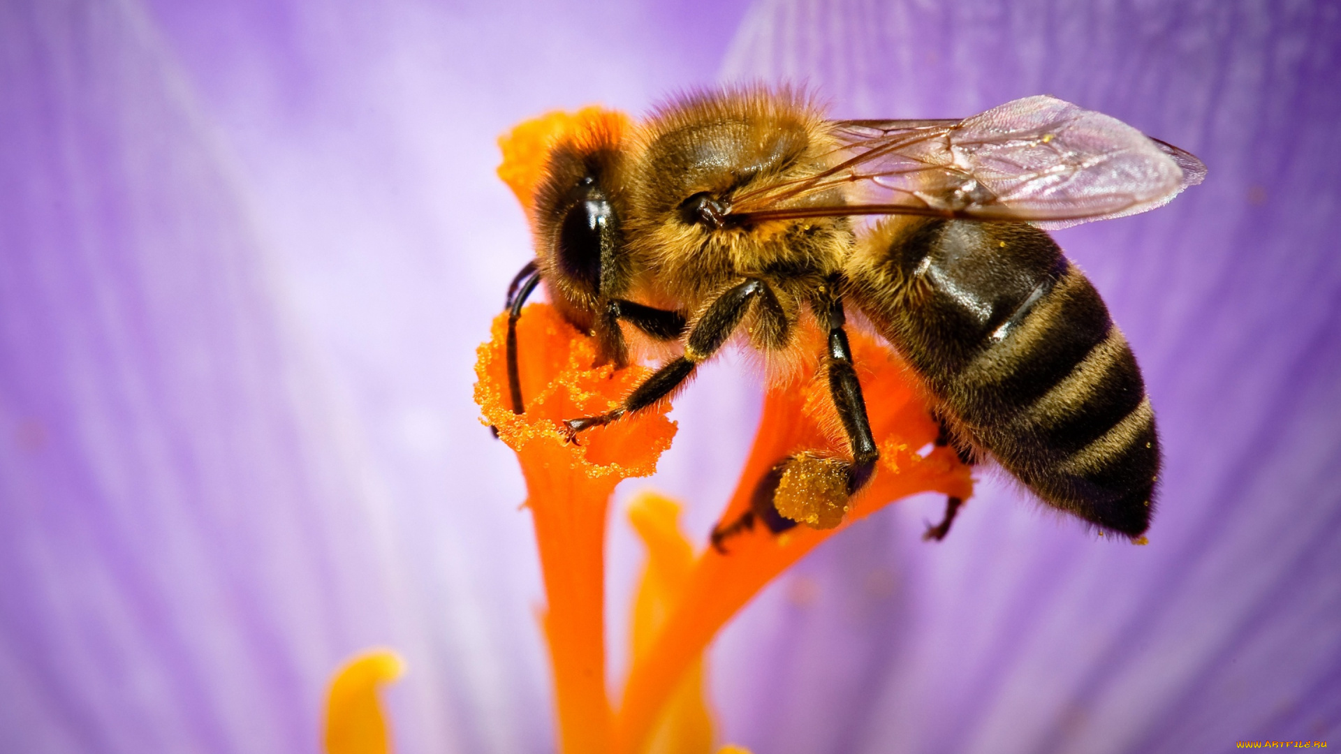 животные, пчелы, , осы, , шмели, природа, цветок, пчела, насекомое