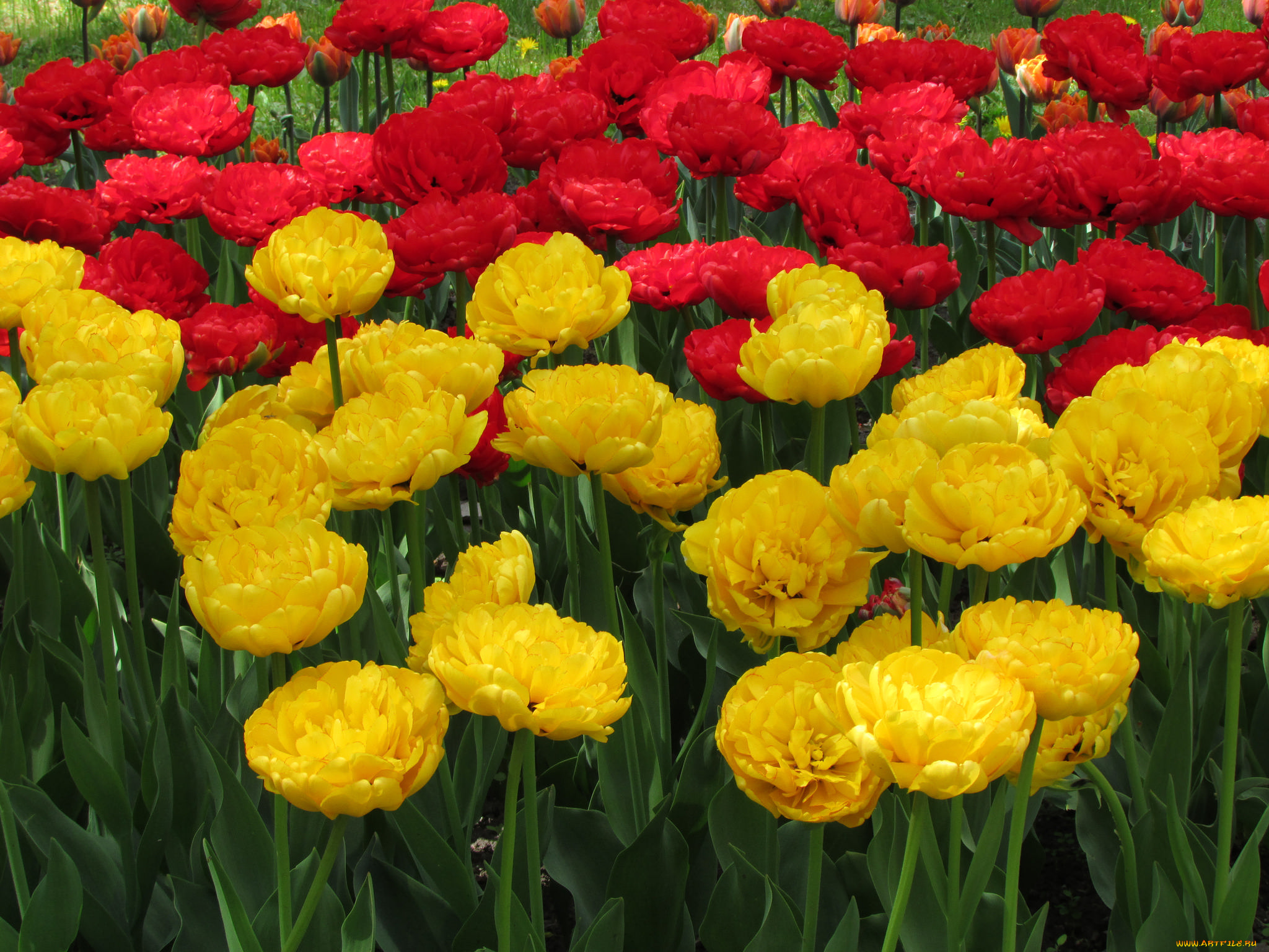 цветы, тюльпаны, лепестки, цветение, разноцветные, много