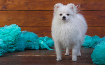 Картинка животные собаки милашка голубой фотосессия щенок собака фон бумага украшения белый шпиц мордашка стоит доски