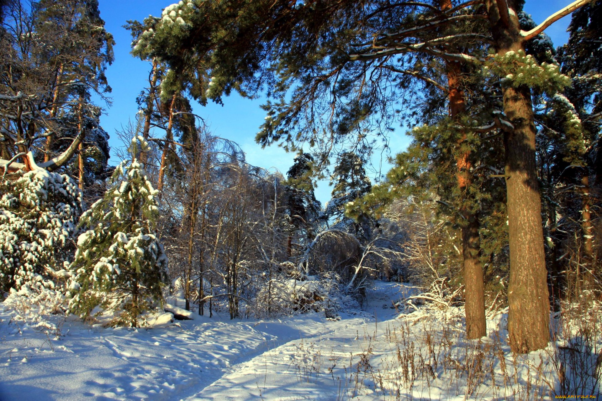природа, зима, деревья, снег, лес