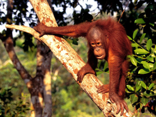 Картинка borneo orangutan животные обезьяны