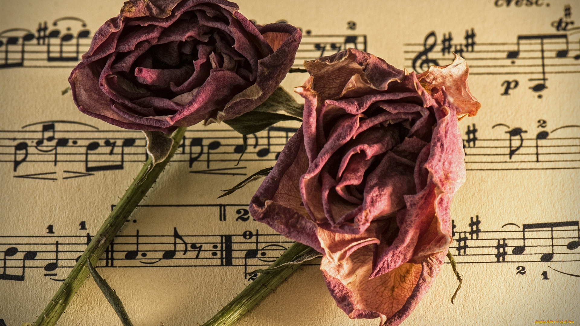 музыка, -другое, ноты, цветы
