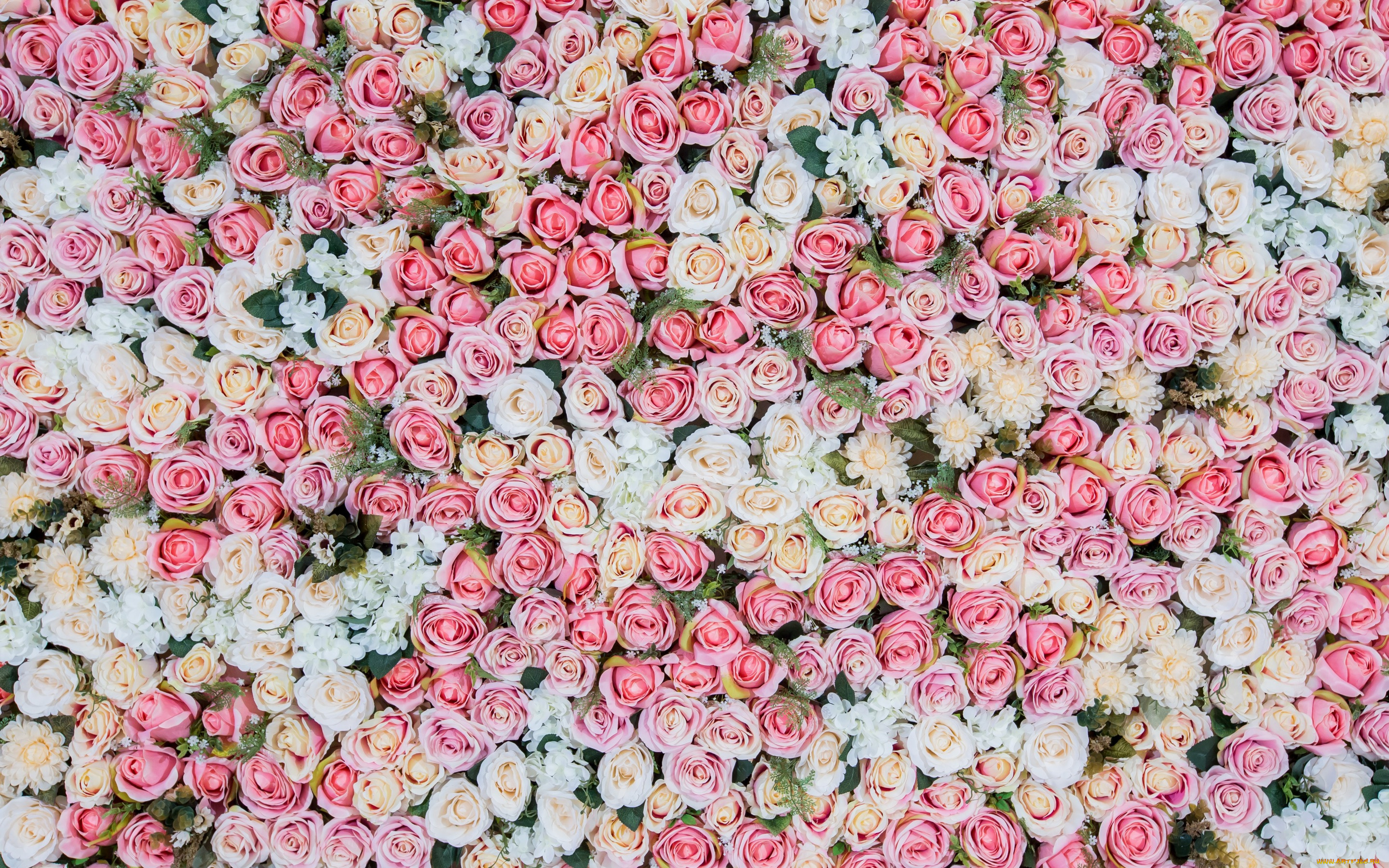 цветы, розы, бутоны, розовые, roses, pink, фон, bud, flowers