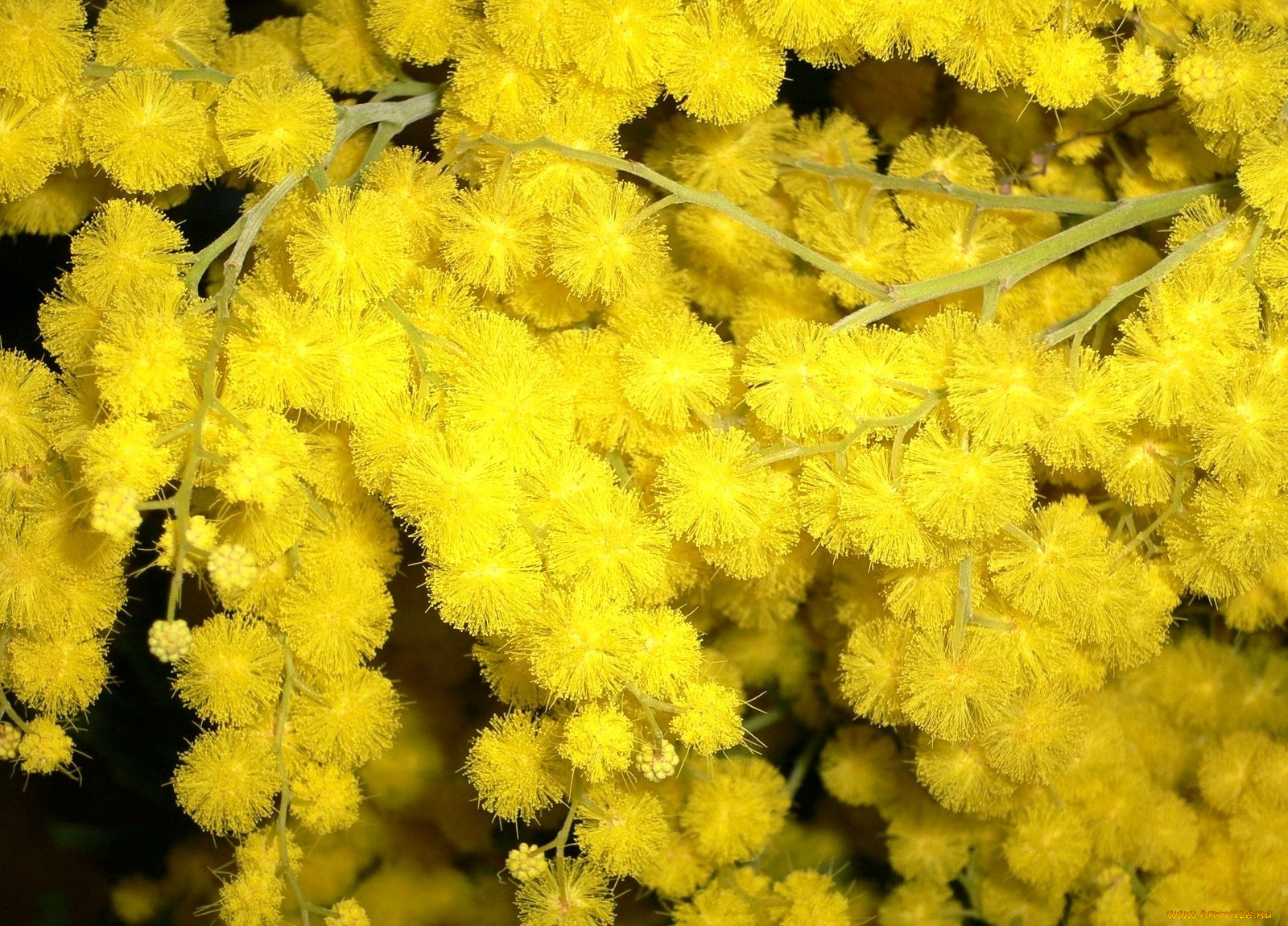 цветы, мимоза, яркий, пушистый, желтый