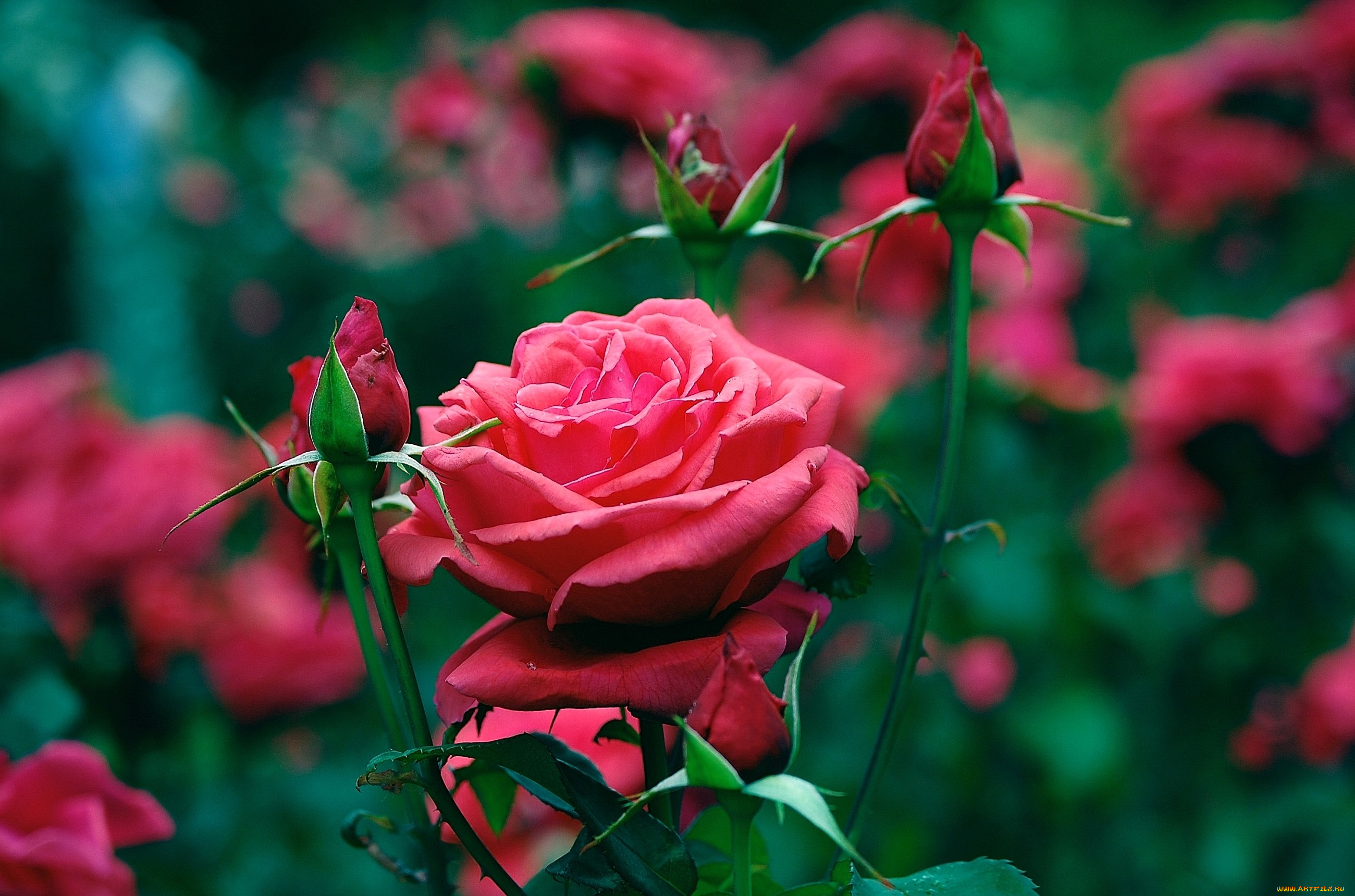 цветы, розы, красный, бутоны