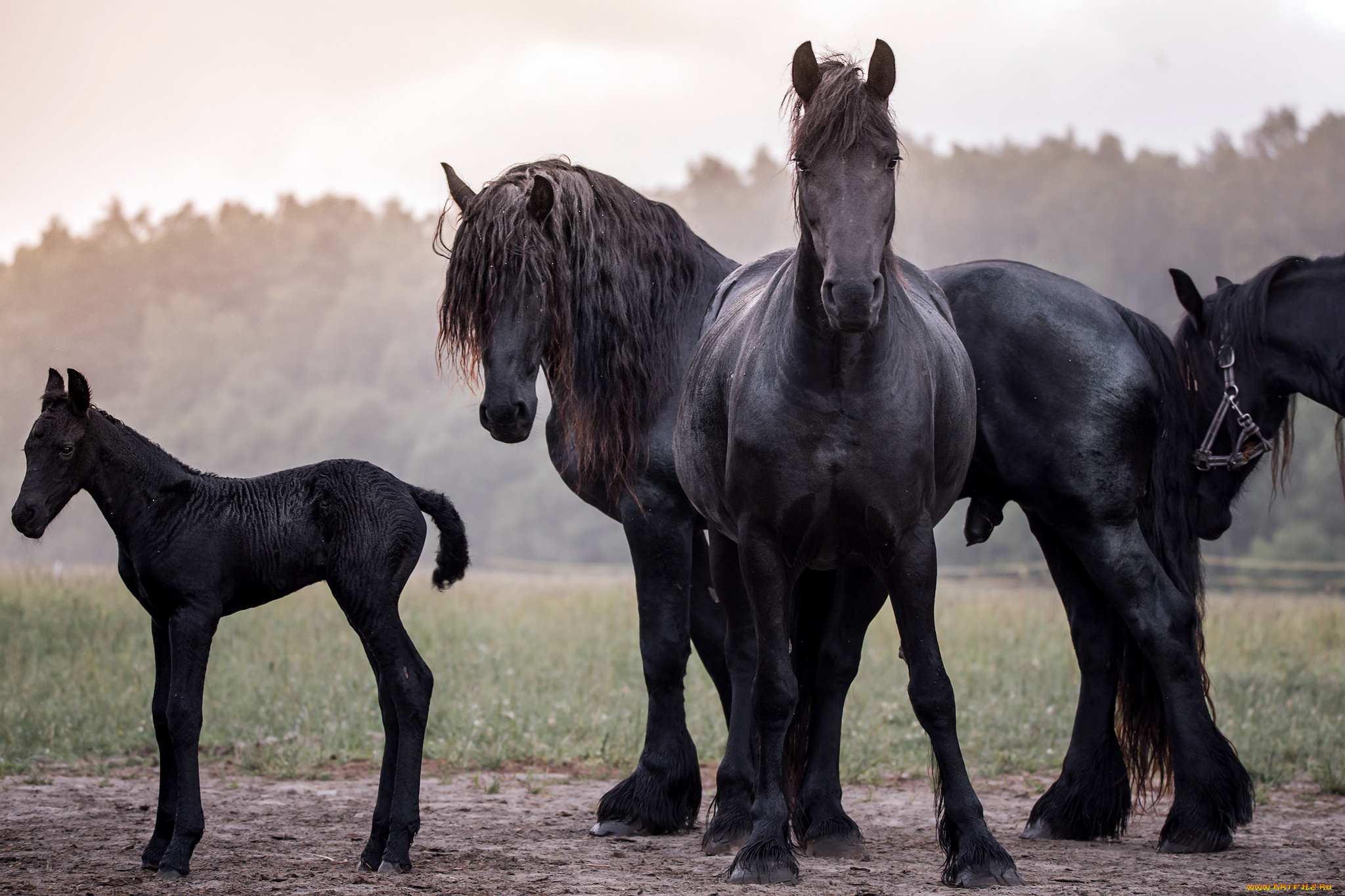 животные, лошади, handsome, animal, horse, красавцы, животное