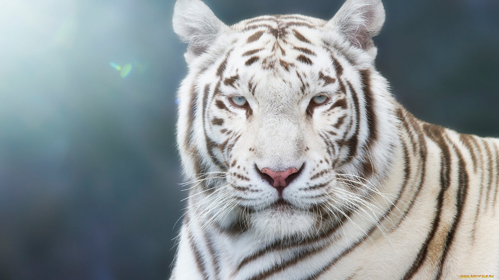 животные, тигры, боке, размытый, голубой, голубоглазый, красавец, портрет, фон, тигр, свет, морда, белый, взгляд