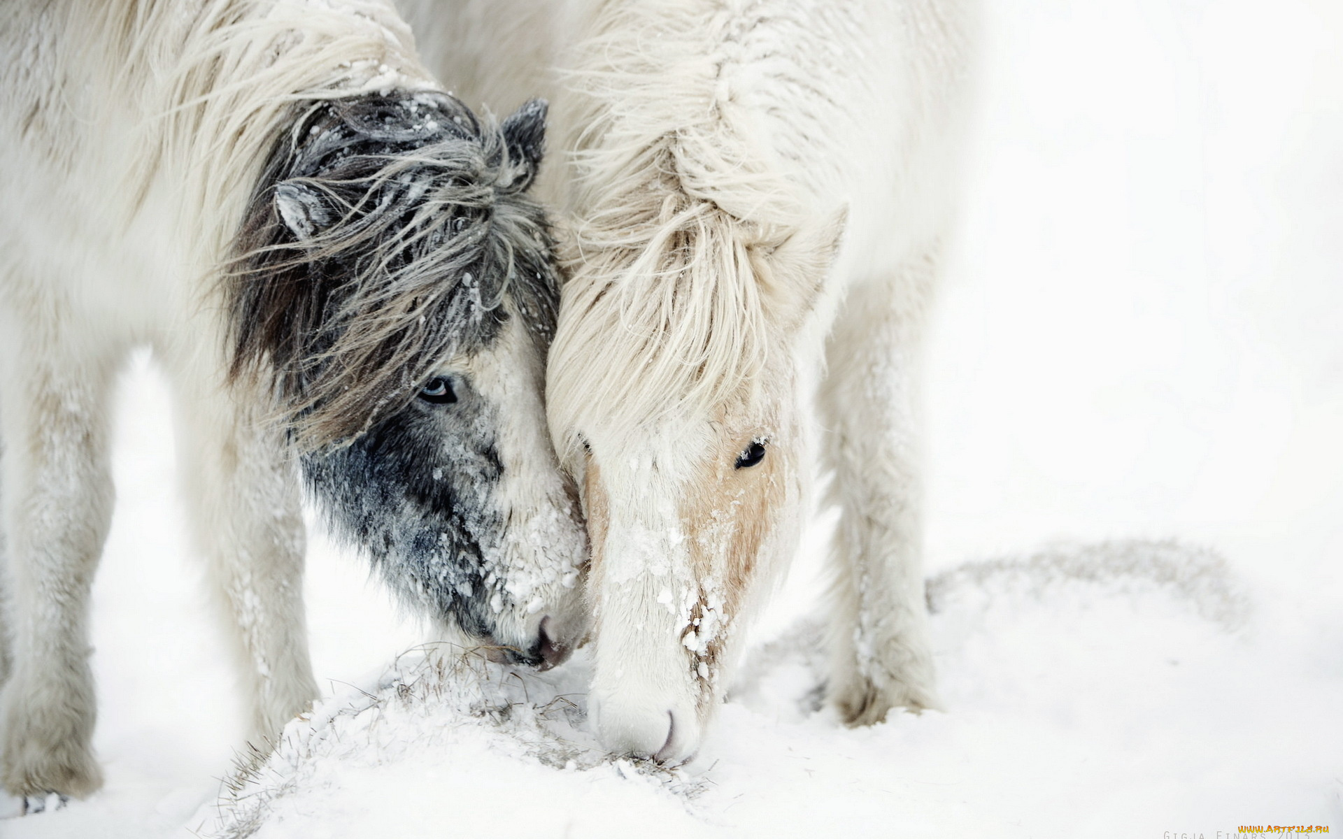 животные, лошади, метель, снег