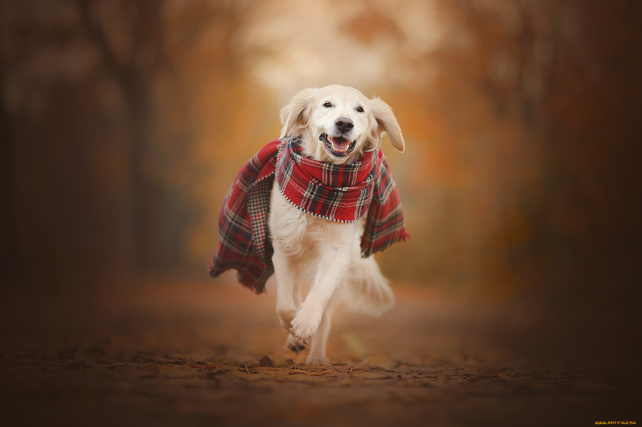 животные, собаки, осень, золотистый, ретривер, собака, шарф, прогулка, боке, голден