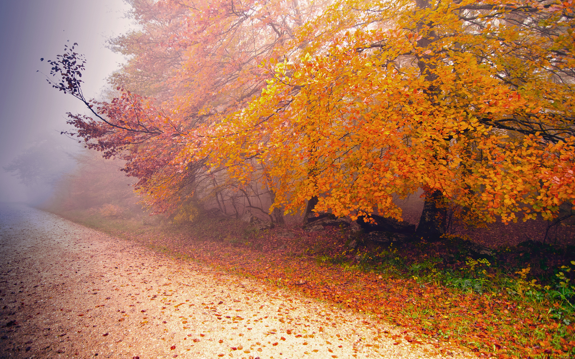 autumn, природа, дороги, осень, туман, дорога, лес