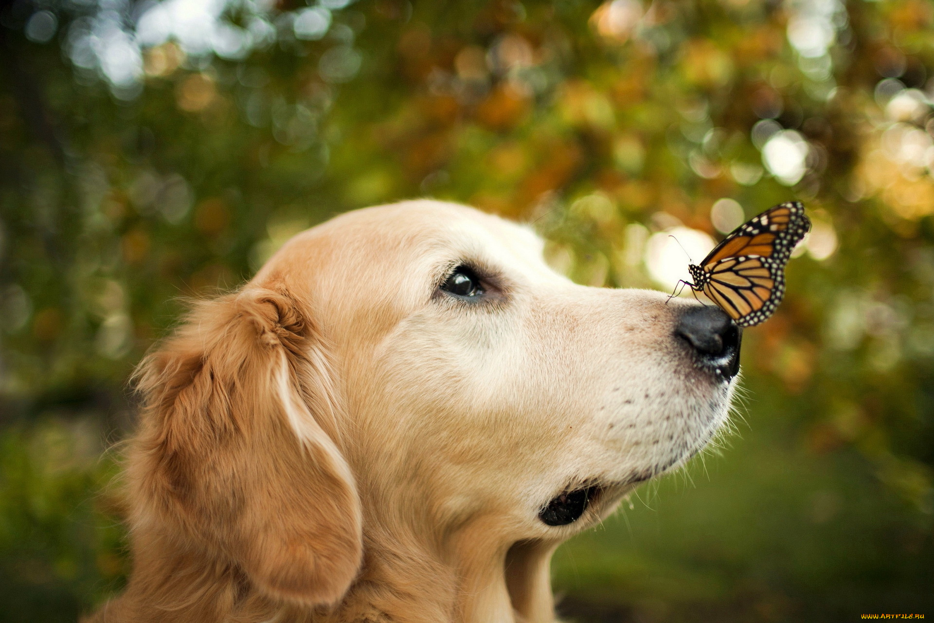 животные, разные, вместе, собака, бабочка