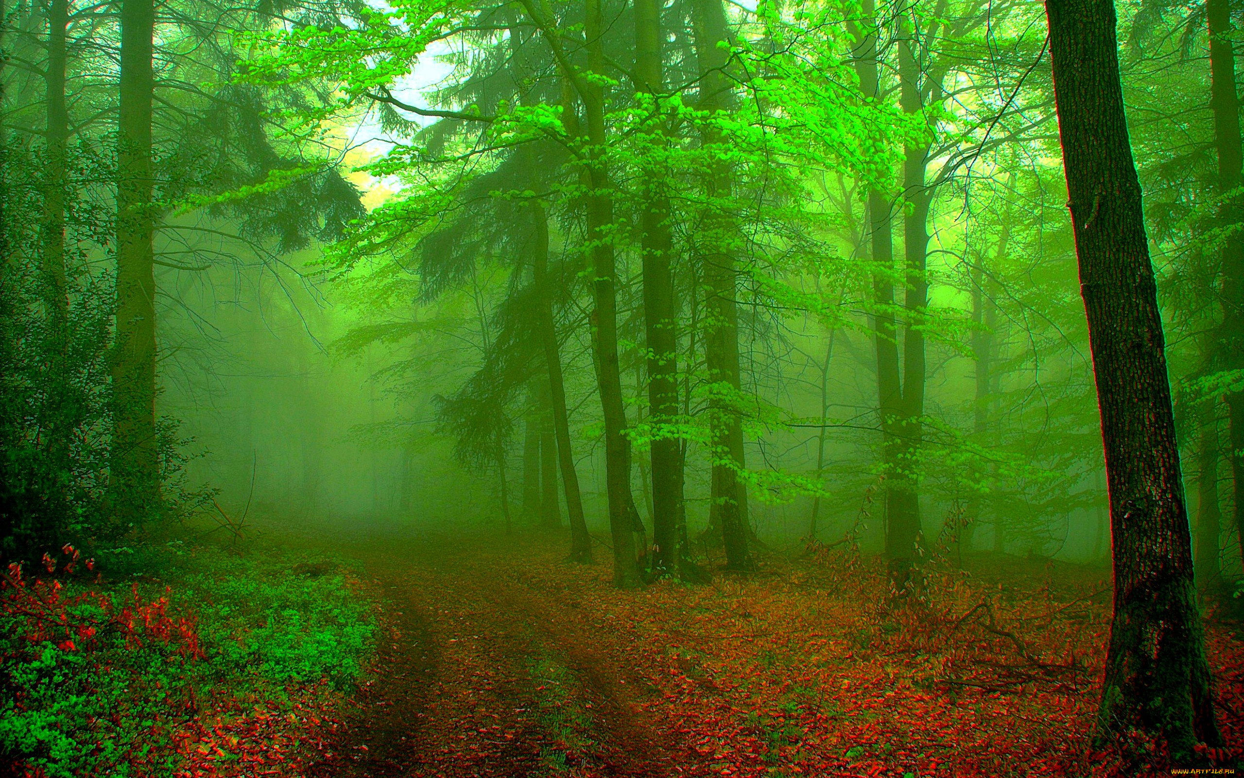 misty, morning, природа, дороги, дорога, туман, лес, утро