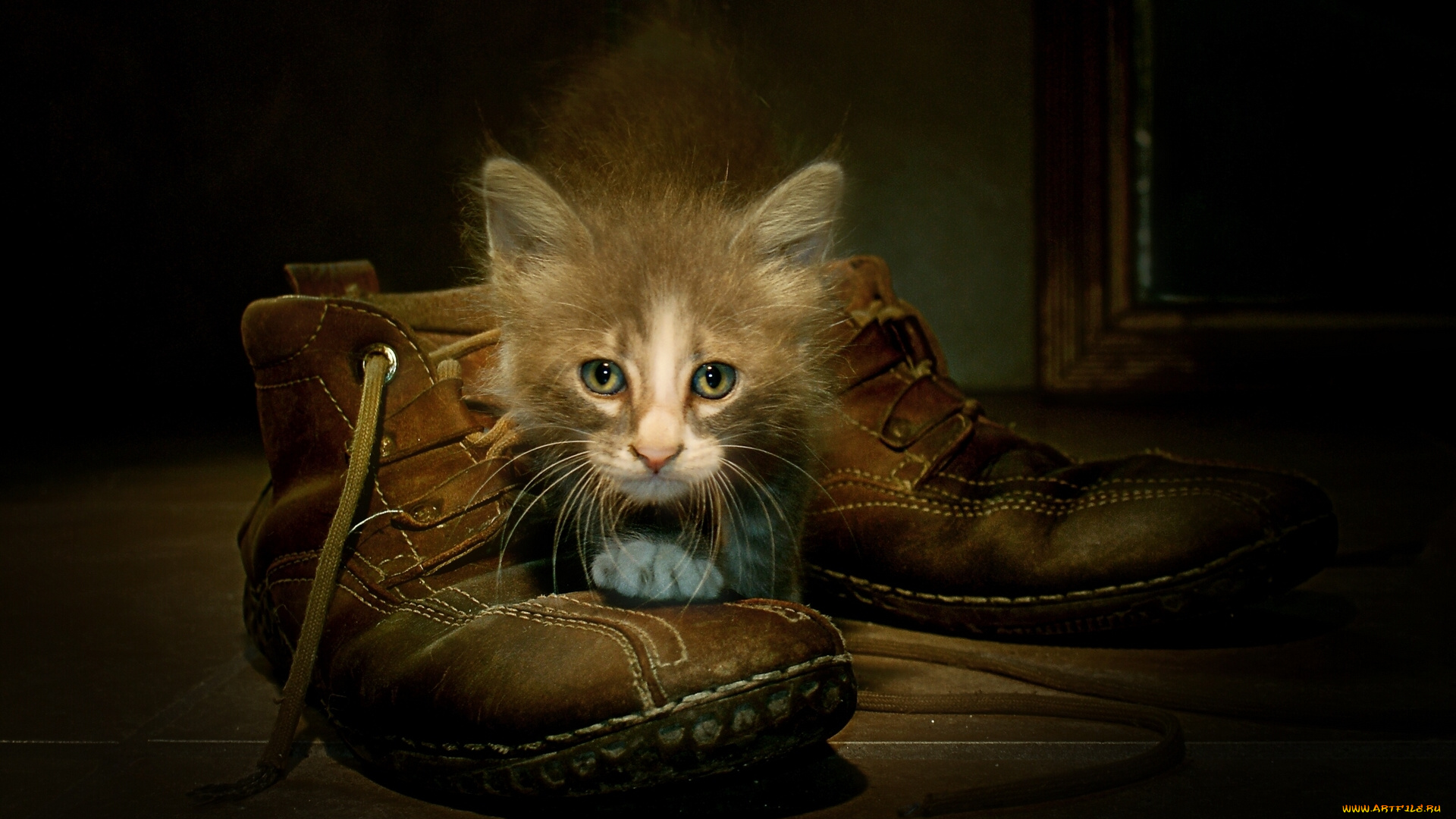 животные, коты, ботинки, котёнок