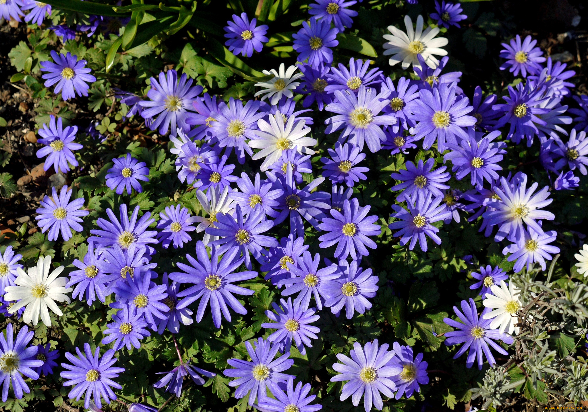цветы, ветреницы, печёночницы, фиолетовый