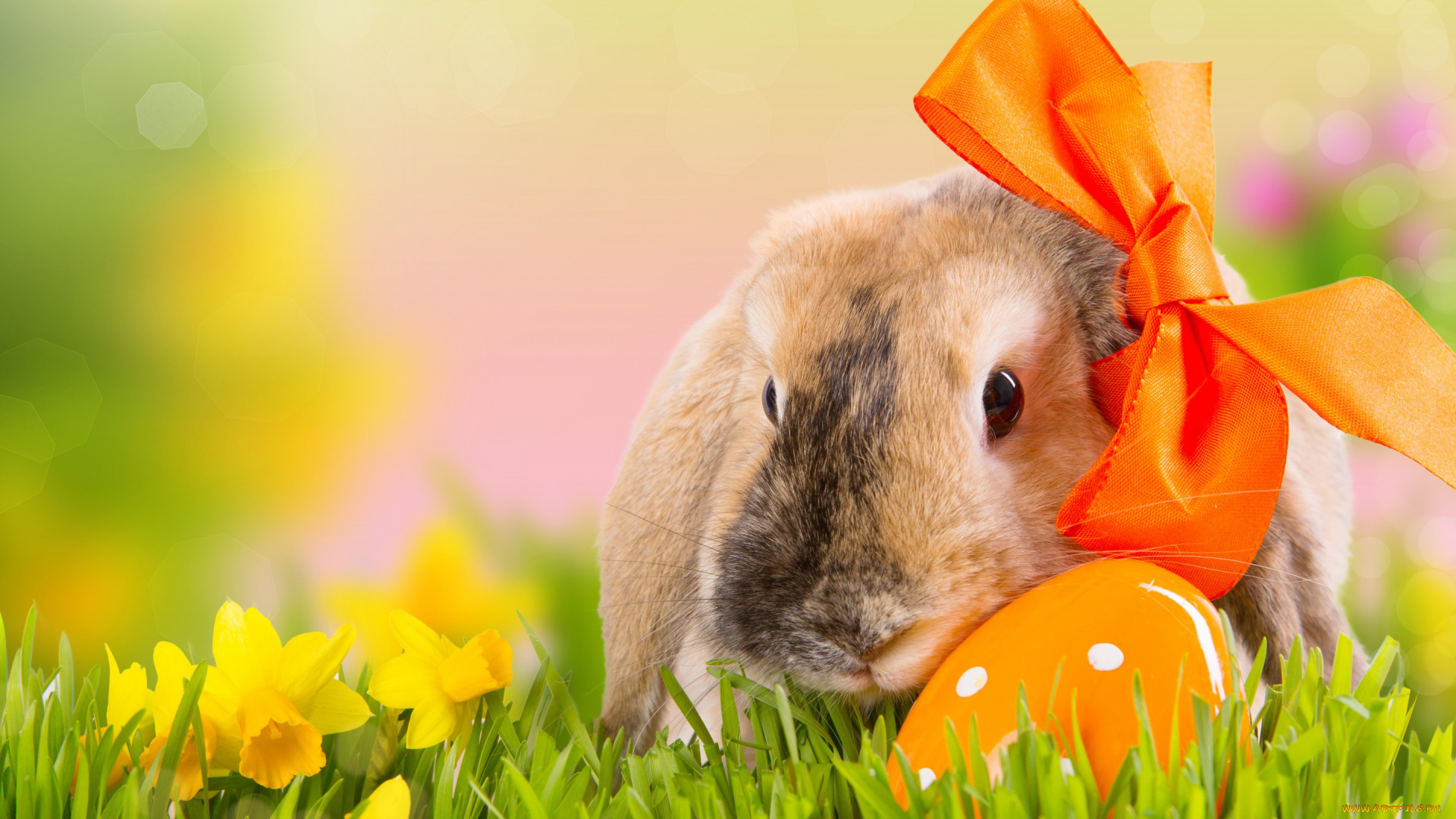 животные, кролики, , зайцы, весна, трава, боке, природа, яйцо, праздник, цветы, бант, easter, пасха, нарциссы, кролик