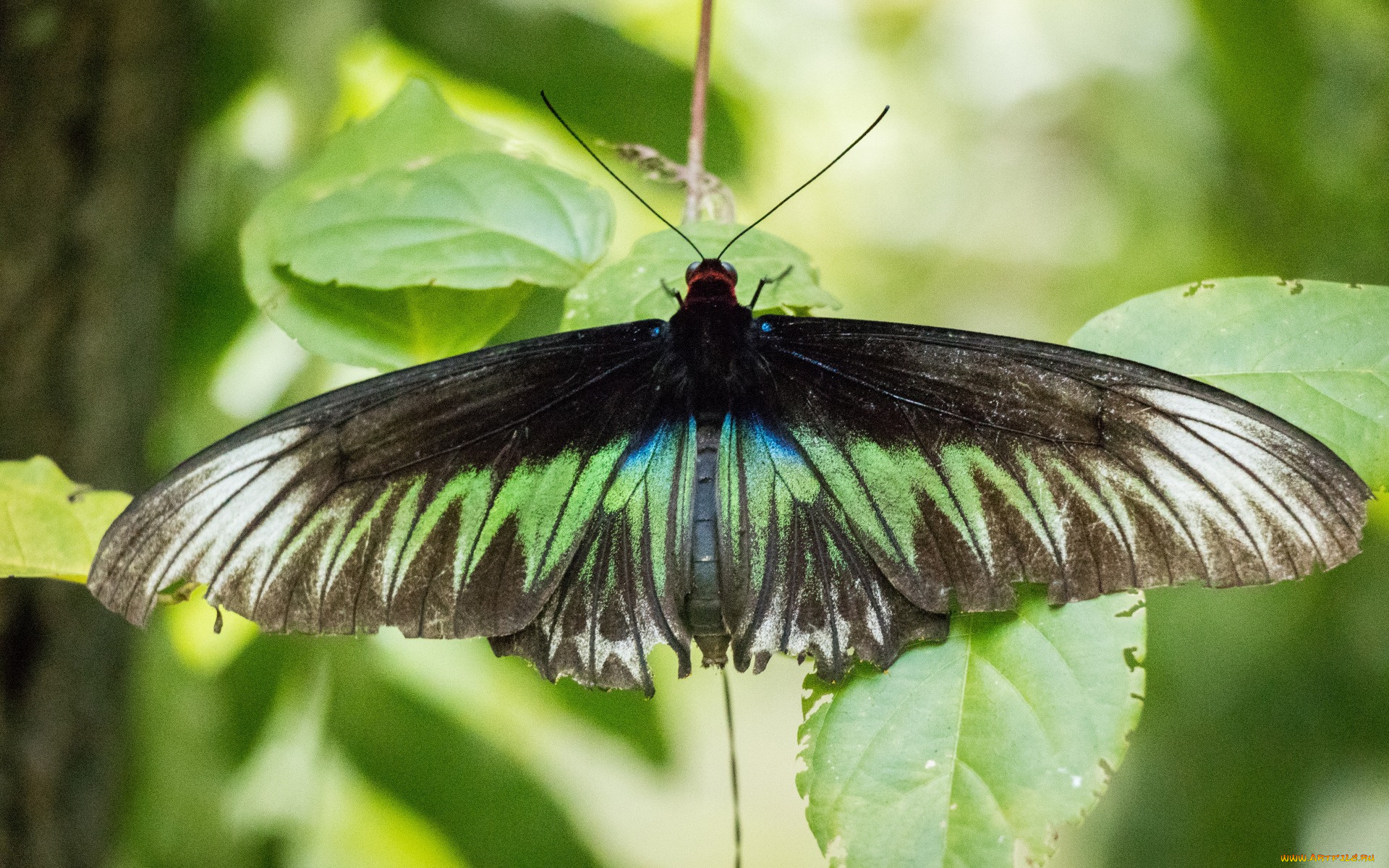 животные, бабочки, , мотыльки, , моли, green, insect, animal, nature, malaysia, leaves, butterfly, black
